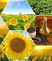 Plant Seeds