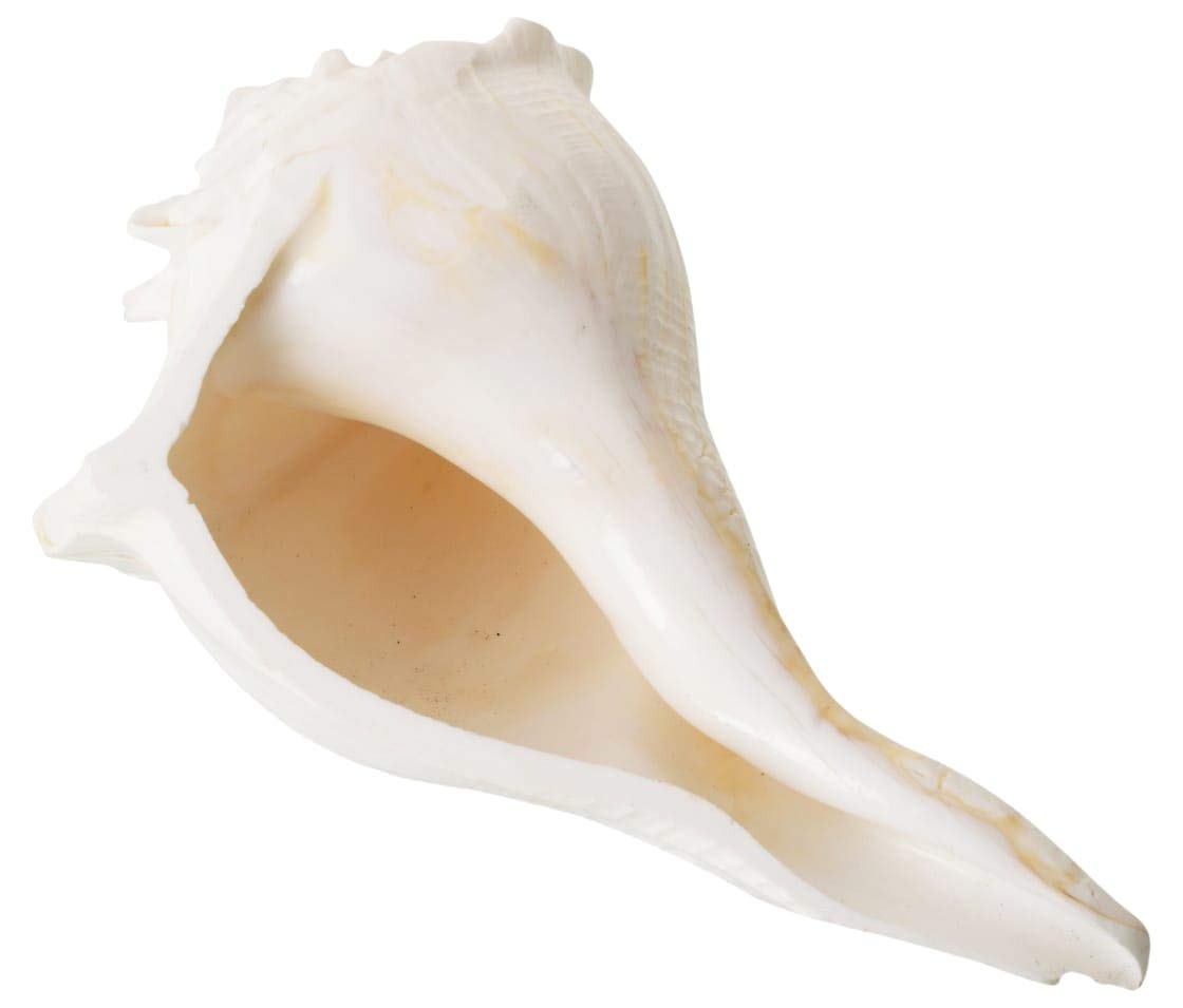 Valampuri Right Handed Sangu Sankh (White) 8 Inches For Pooja.