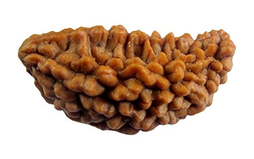Natural Wooden Ek Mukhi-One Face Rudraksha Bead Original Bead.