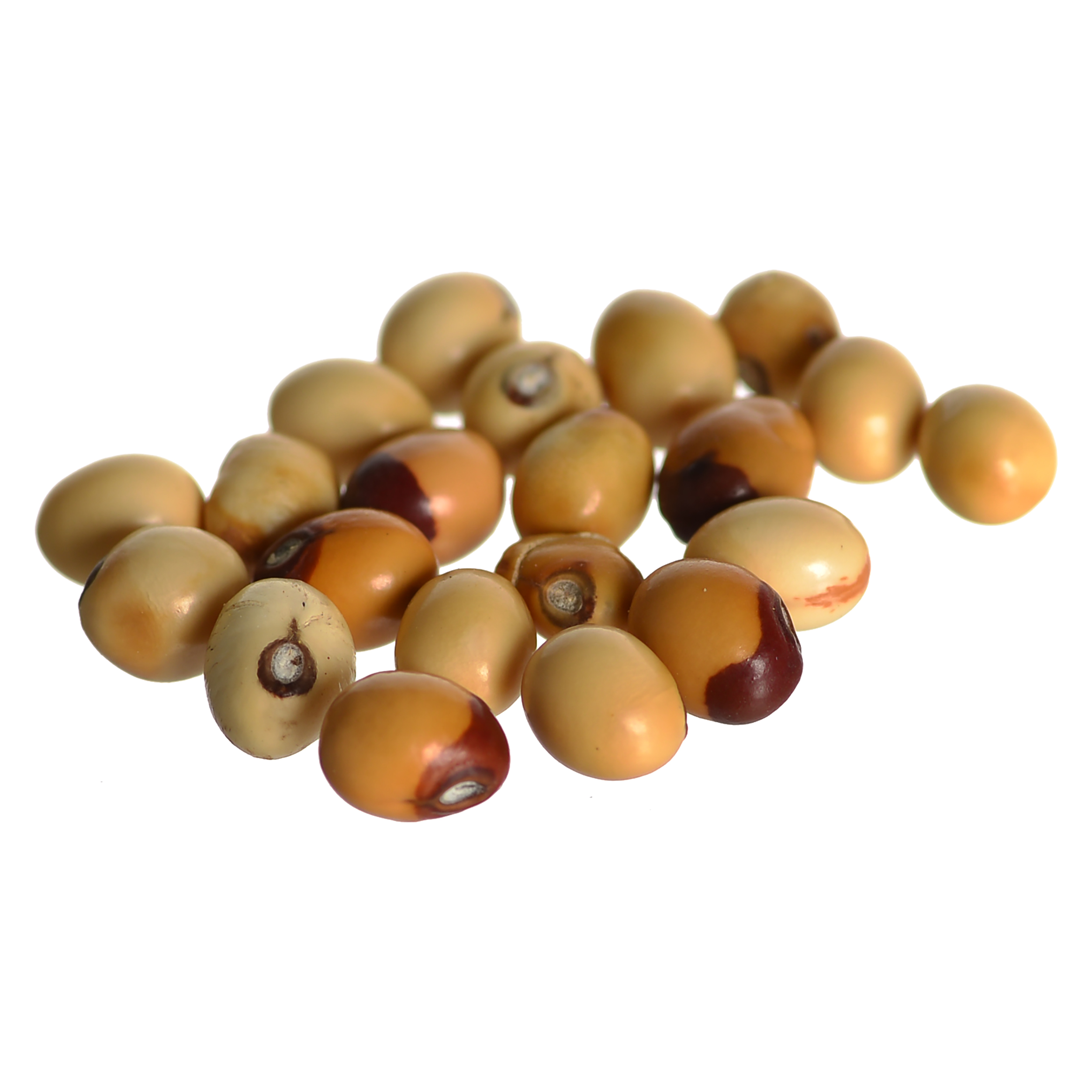 Natural Shwet Gunja White Chirmi Beads Goonja Gurivinta Seeds.