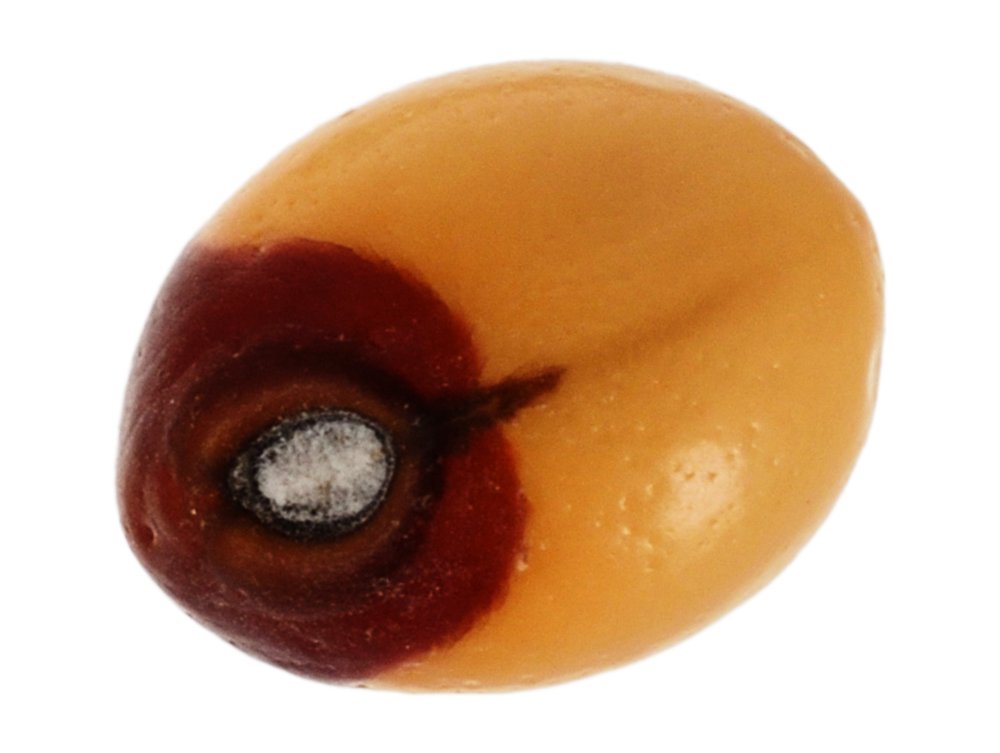 Wooden 21-Beads Abrus Precatorius Seed (6x4x2cm, Brown, Pack of 21)