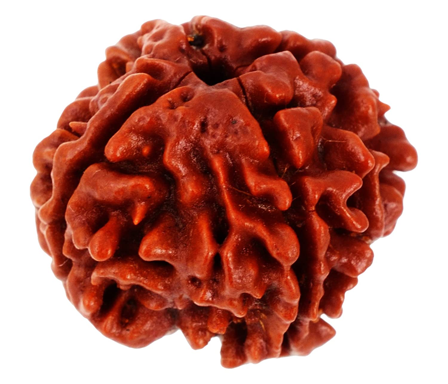 Natural Wooden Chhe Mukhi-Six Face Rudraksh Bead With Certificate(2x2x2cm).