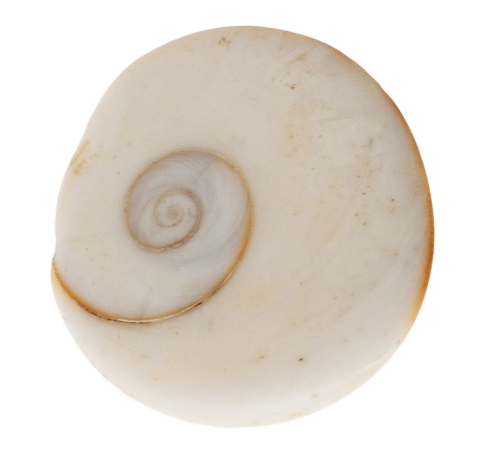 Natural White Gomti Chakra