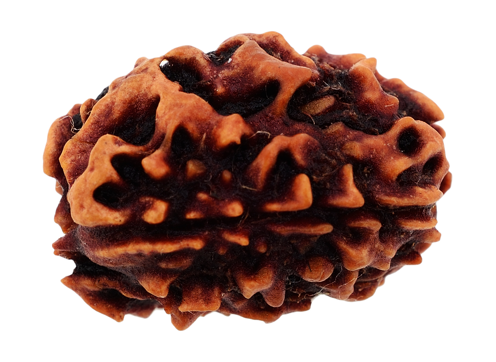 Natural Wooden Teen Mukhi-Three Face Rudraksh Bead With Certificate.