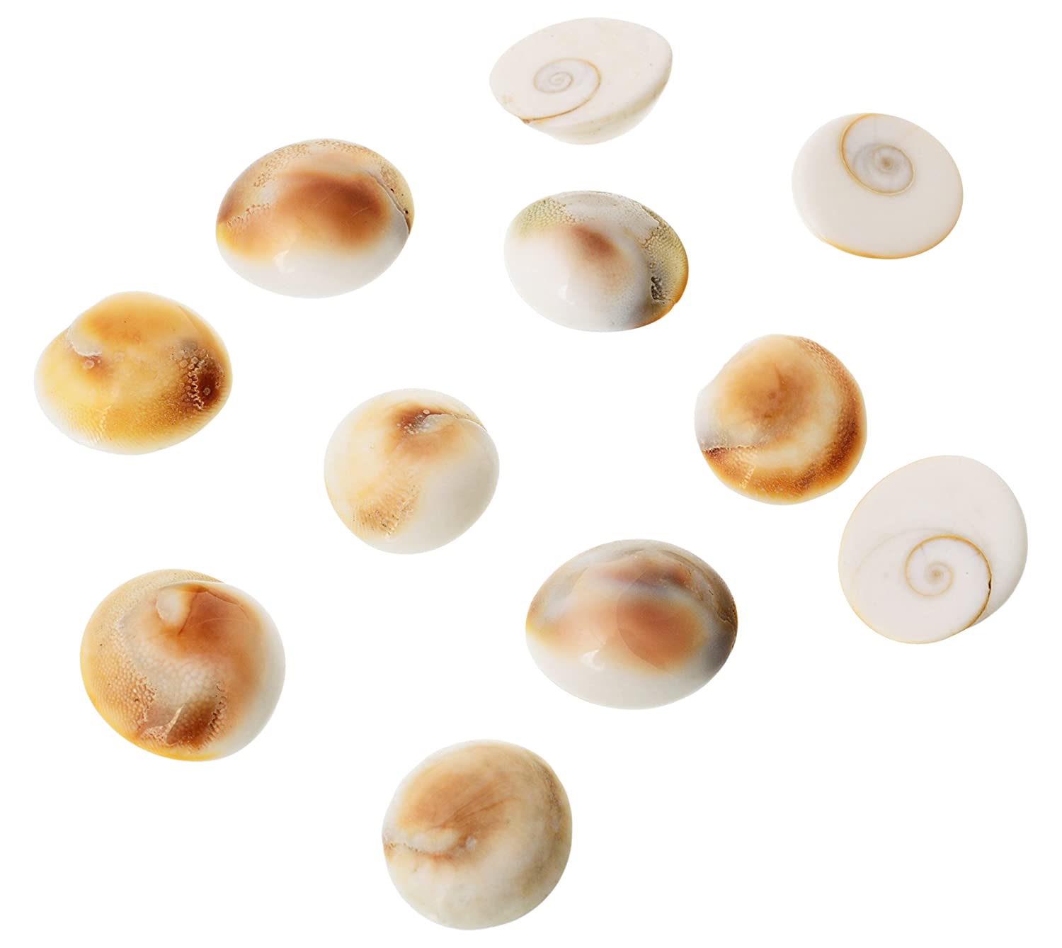 Natural White Gomti Chakra