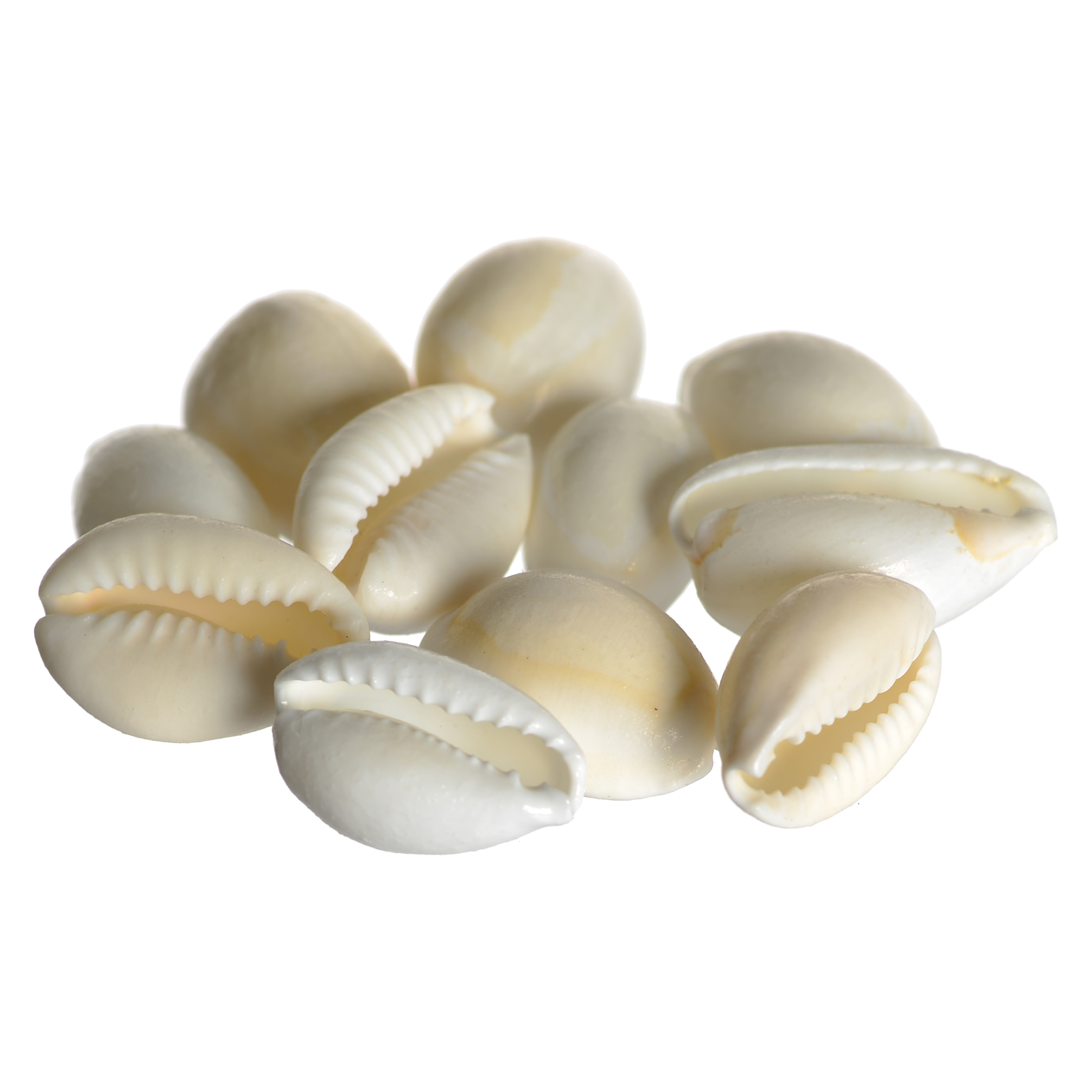 Natural Kodi Shells (White) - Set of 11 Pieces